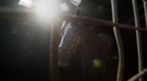 Walkers at Heath House Stables