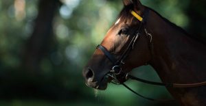 Sir Mark Prescott's Horses in Training at Heath House Stables