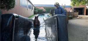 Horse swimming pool at Heath House Stables