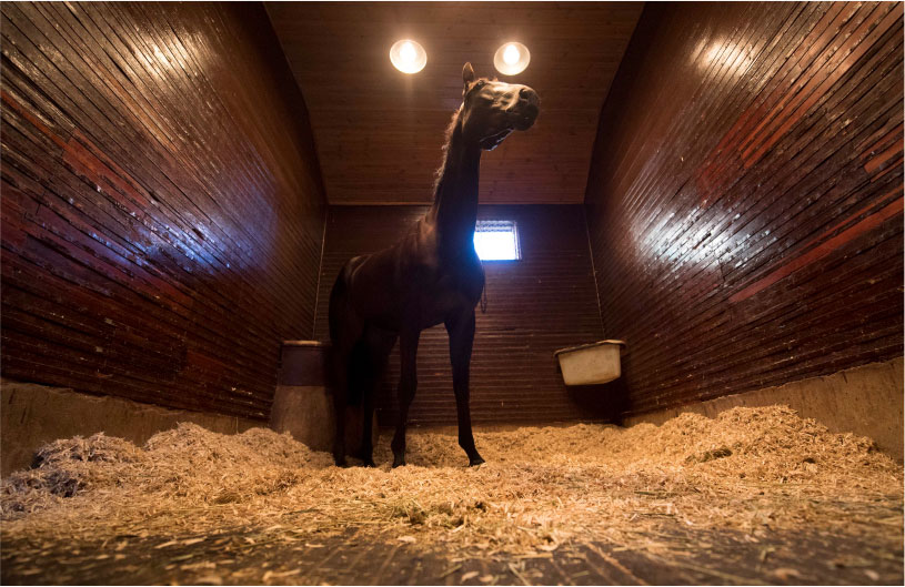 Solarium at Heath House Stables