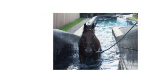 Horse Swimming Pool