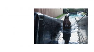 Horse swimming pool