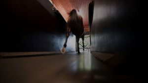 Horse treadmill at Heath House Stables